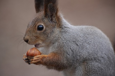 Cute Squirrel